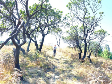 The Wood And The Trees​